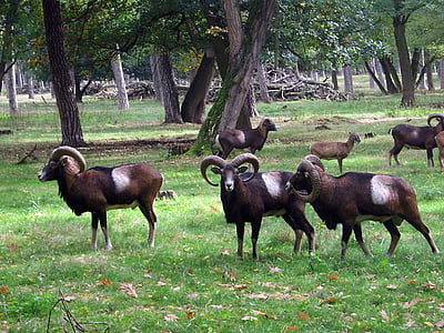 muflon, ovelles, cabra, banyes, salvatge, ramat, bosc tardor