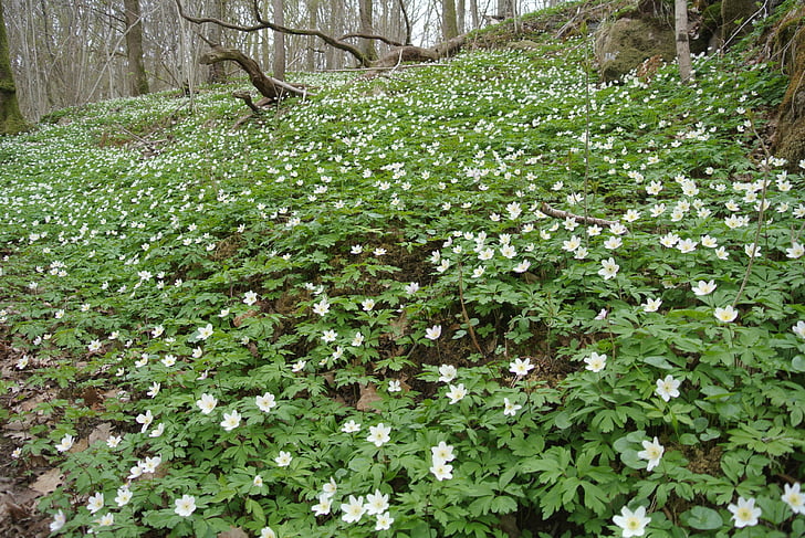 woodanemone, Windflower, miško, gėlės, Gamta, pavasarį