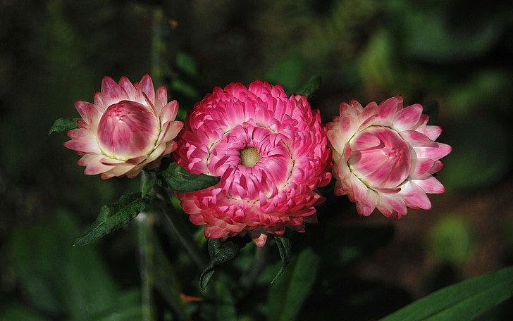 Helichrysum, strawflower, bunga, merah muda, tanaman, alam, bunga