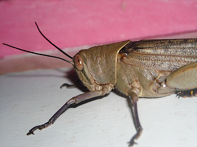 grasshopper, brown, animals, insects