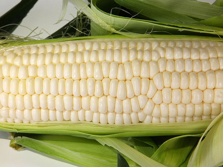 corn, cone, food, vegetable, sweetcorn, agriculture, freshness