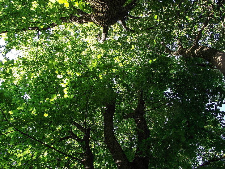 arbre, vert, Direction générale de la, esthétique, feuille, feuilles, Couleur