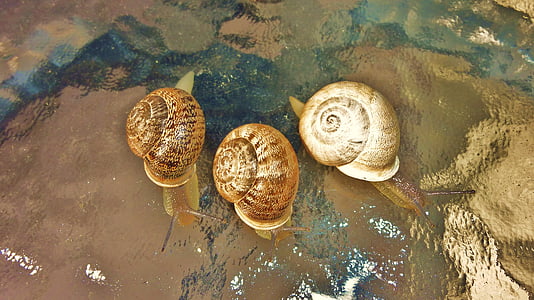 snails, rainy day, holiday, nature