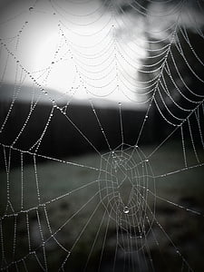 web, aranya amb perles d'aigua, teranyina, aranya, natura, rosada, gota