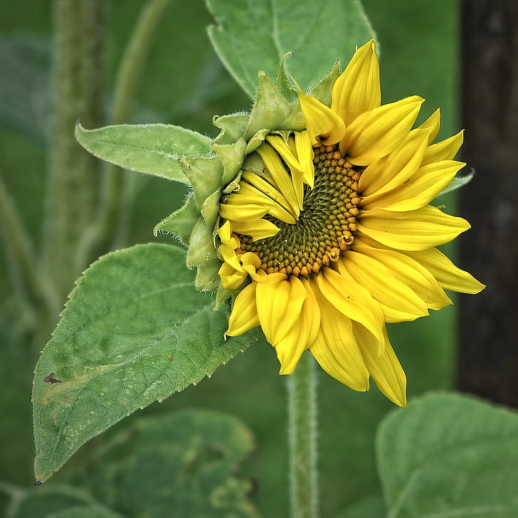 Sun flower, Helianthus, Anläggningen, gul, Helianthus annuus