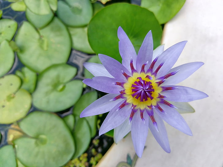 Lotus, rybník, fialová, vodní lotus, Buddha, čistý