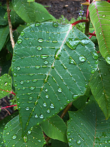 leaves, droplets, nature, water, clean, fresh, raindrop