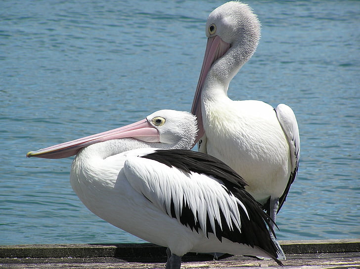 nước, kỳ nghỉ, tôi à?, Pier, Pelican, mùa hè, chim