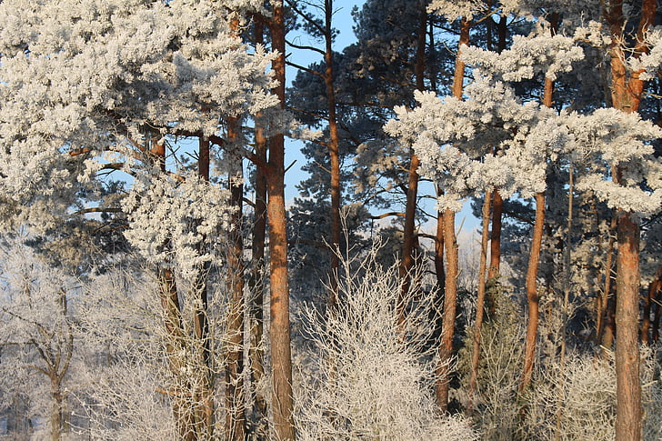 Frost, bos, landschap, bomen, koude, winter, Icy