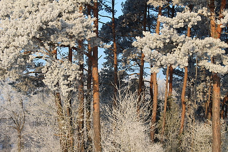 Frost, skogen, landskap, träd, kalla, vinter, isiga