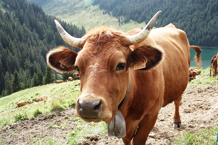 bestiame, animali, mucca tarentaise