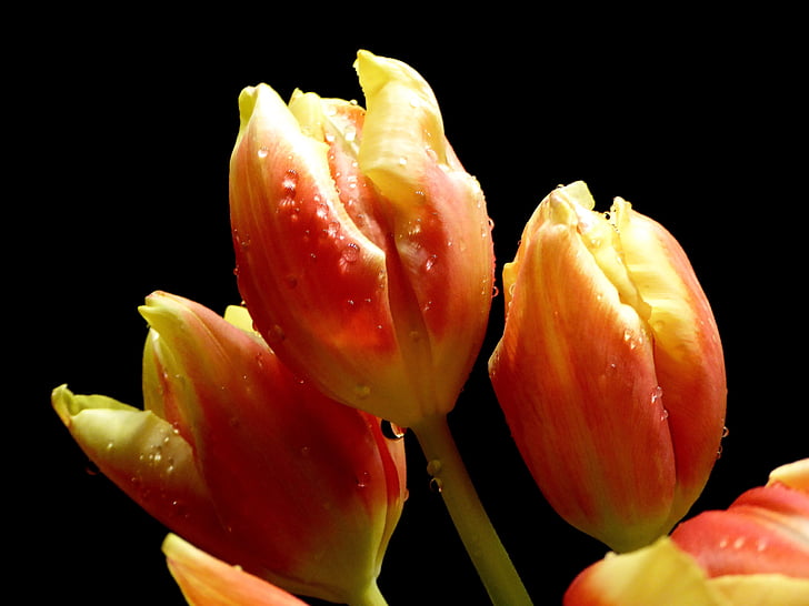 pavasarį, tulpės, lašiša, geltona, skintos gėlės, uždaryti, tulpė