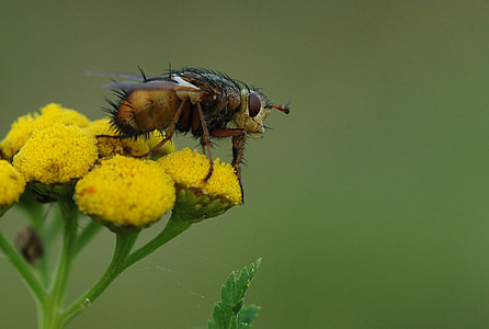 μύγα, bug, μακροεντολή, άσχημο, τριχα, λουλούδι, Κίτρινο
