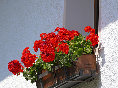 bunga, geranium, jendela bunga, balkon tanaman