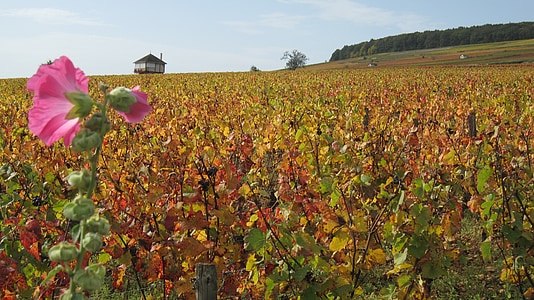 rinteillä, Corton, syksyllä, viiniköynnösten