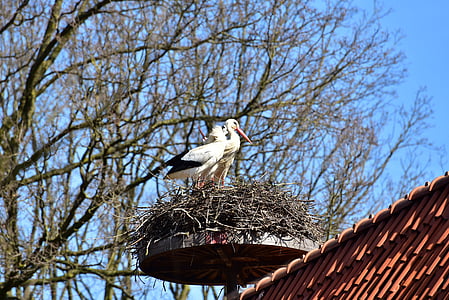 stork, black white, bill, rattle stork, white stork, nature, pride