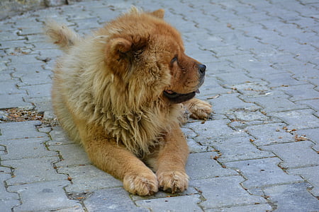 Chow-chow, Leão do Tibete, cão, Leão, Olha, animal, bonito