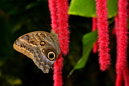 borboleta, Chenille, pusstail, jardins, inseto, vida selvagem, entomologia