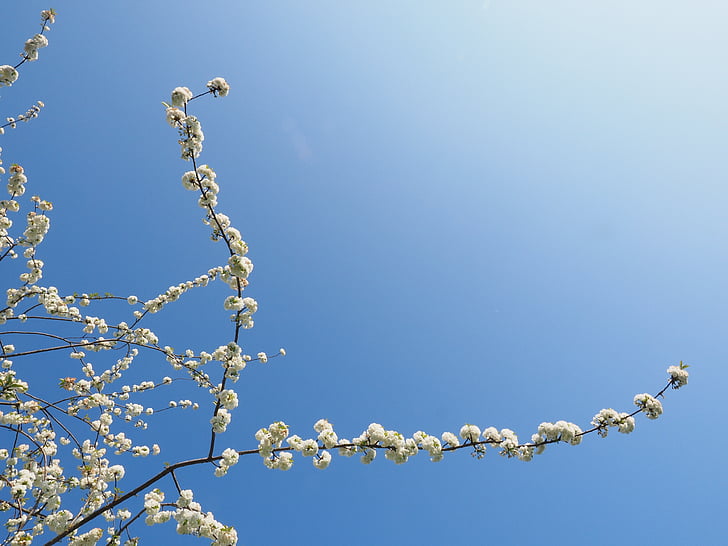 čerešňový kvet, biela, čerešňa, jar, kvet, kvet, biely kvet