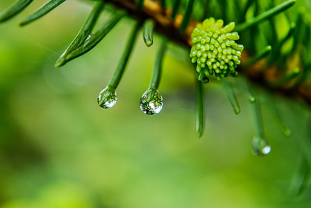a drop of, rain, drop of rain, after the rain, macro, christmas tree, needles