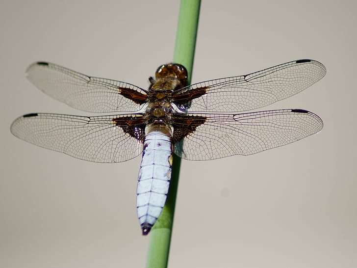 natuur, insect, Dragonfly, macro
