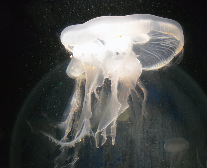 qallen, водни животни, коприва, медузи, животните, подводни, дива природа