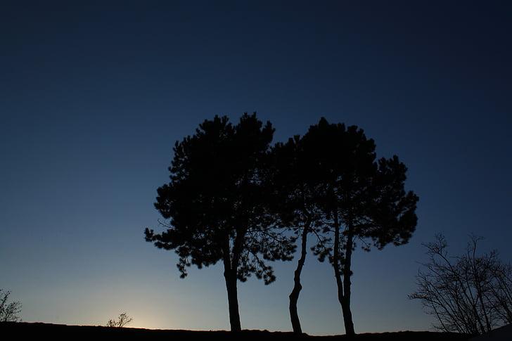 arbre, Banc, Llac, al costat del llac, Prat, blau, nit