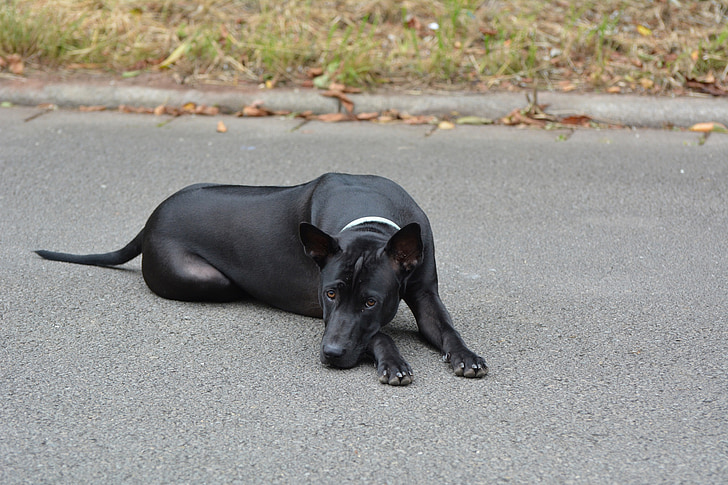 Thai ridgeback, Ridgeback, cão de ridgeback tailandês, cão jovem, cão preto, cachorro fofo, cão