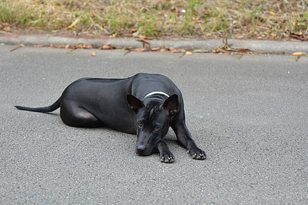 ไทยหลังอาน, หลังอาน, สุนัขไทยหลังอาน, สุนัขหนุ่มสาว, สุนัขสีดำ, สุนัขน่ารัก, สุนัข