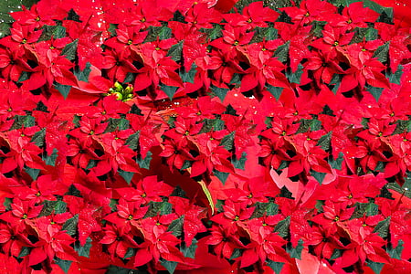 Mikulásvirág, Karácsony, virág, üdvözlőkártya, karácsonyi üdvözlőlap