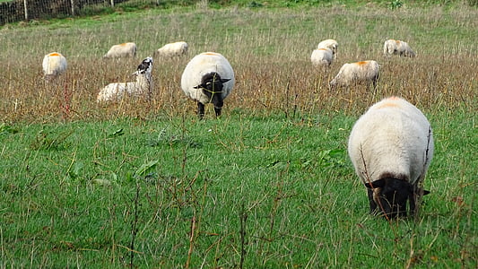 avių, žolės, lauko, gyvulių, kaime, ganymas, gyvūnų