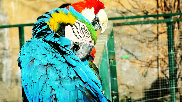 Ave, macaw, con vẹt, sở thú, động vật, con chim kỳ lạ, chim nhiệt đới