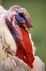 turkey, bird, male, poultry, animal, farm, feather