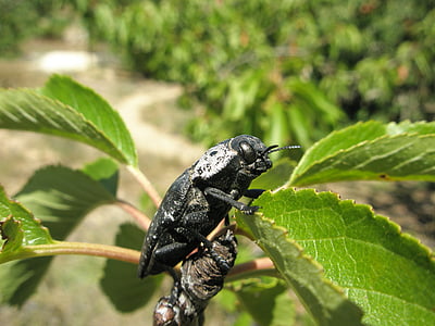 insect, beetle, black beetle