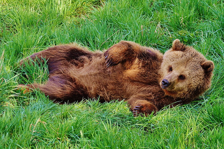 ós, wildpark poing, jugar, l'aigua, animal salvatge, perillós, pelatge