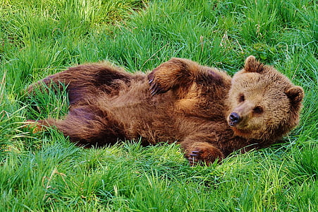bear, wildpark poing, play, water, wild animal, dangerous, fur