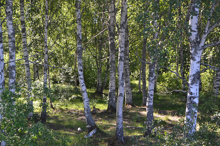 bétulas, floresta, vidoeiro, Suécia, árvore, madeira