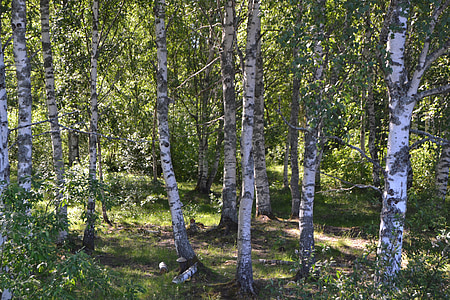 Huş ağaçları, Orman, Huş ağacı, İsveç, ağaç, Parke