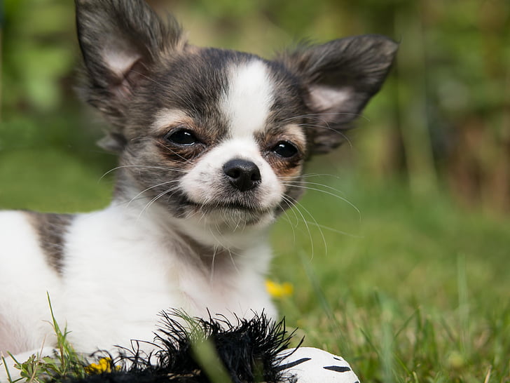 Chihuahua, chien, chiot, bébé, jouer, jeune, mignon