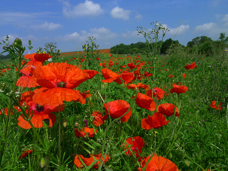 poppy, poppies, nature, red, spring, field, green
