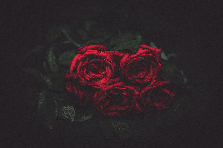 merah, naik, foto, mawar, bunga, kemerahan, kelopak bunga