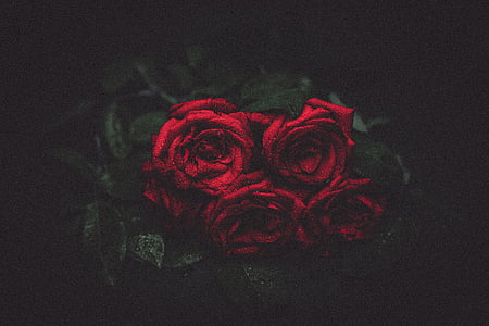rød, steg, Foto, roser, blomst, rødhet, kronblad