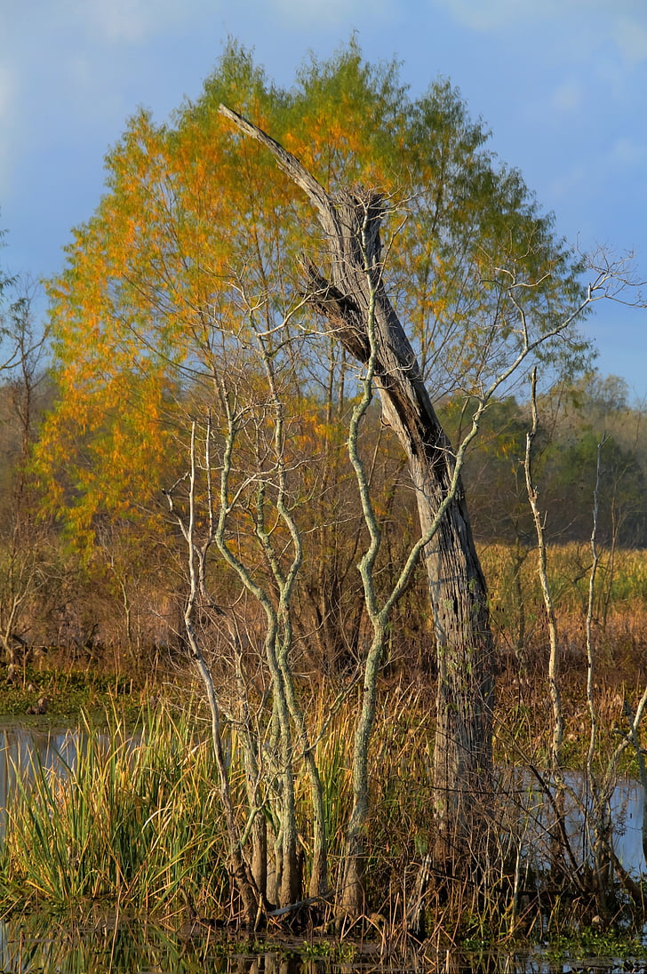 swamp, tree, wilderness, autumn