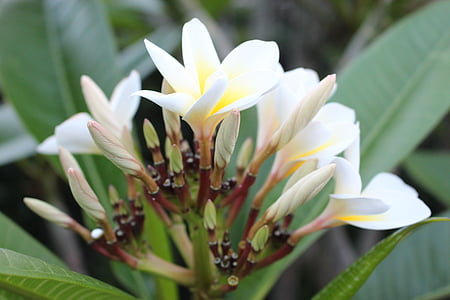 frangipani, plumeria, flower, plant, white, yellow, natural