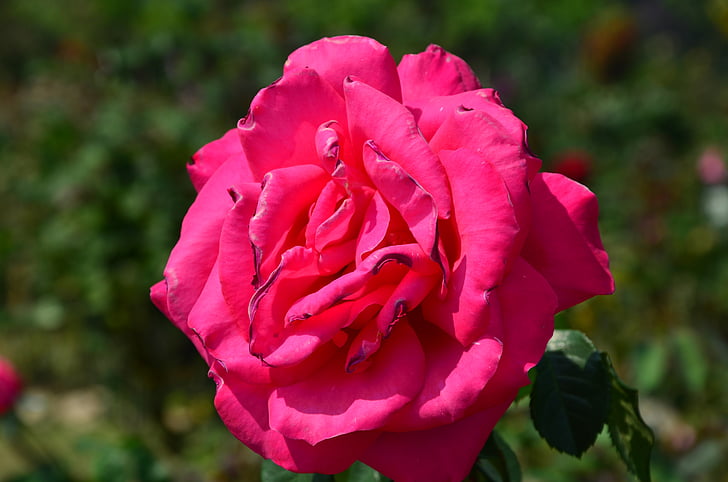 stieg, Blumen, Anlage
