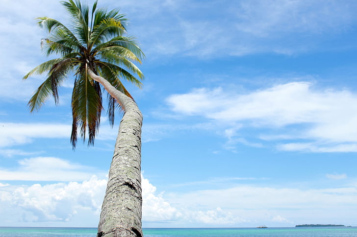 nucă de cocos copaci, tur, natura, mare, Vezi, Kei Insulele