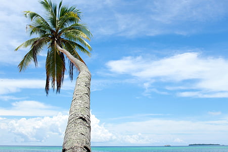 kokosriekstu koki, tūre, daba, jūras, skats, Kei islands