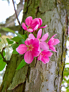 apple blossom, spring, nature, blooms, pink, crab apple, apple tree