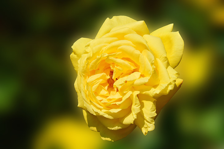 Rose, jaune, rose jaune, fleur, floraison rose, fermer, Blossom