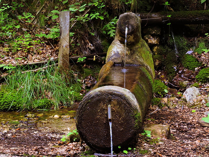 Fontana, bebida, água, Fontanella, verde, floresta, natureza